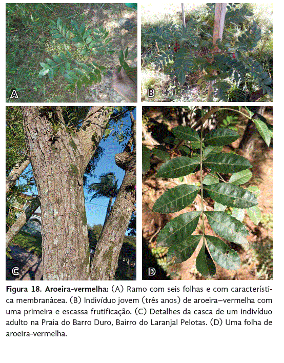 PLANTAS MEDICINAIS DO HORTO DA UNIVERSIDADE - Imagem 3